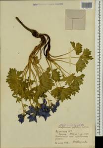 Delphinium foetidum Lomak, Caucasus, Armenia (K5) (Armenia)