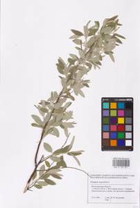 Elaeagnus angustifolia L., Eastern Europe, Lower Volga region (E9) (Russia)