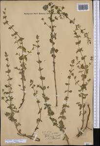 Clinopodium nepeta (L.) Kuntze, Western Europe (EUR) (Croatia)