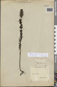 Bellardia trixago (L.) All., Crimea (KRYM) (Russia)