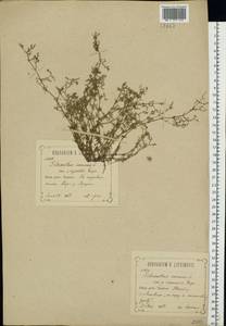 Scleranthus annuus L., Eastern Europe, Central forest-and-steppe region (E6) (Russia)