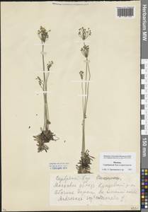 Androsace septentrionalis L., Eastern Europe, Moscow region (E4a) (Russia)