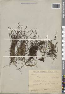 Vaccinium microcarpum (Turcz. ex Rupr.) Schmalh. ex Busch, Siberia, Yakutia (S5) (Russia)