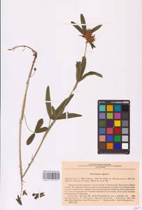 Trifolium alpestre L., Eastern Europe, North Ukrainian region (E11) (Ukraine)