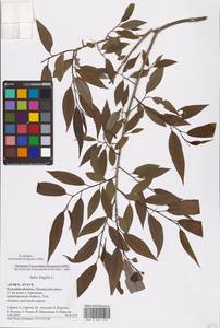 Salix fragilis L., Eastern Europe, Central region (E4) (Russia)