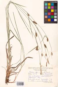 Carex distans L., Eastern Europe, Moldova (E13a) (Moldova)