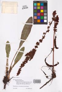 Rumex crispus L., Eastern Europe, Central forest-and-steppe region (E6) (Russia)