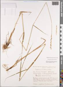 Elymus lanceolatus (Scribn. & J.G.Sm.) Gould, Siberia, Baikal & Transbaikal region (S4) (Russia)