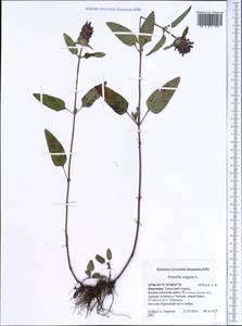 Prunella vulgaris L., Middle Asia, Western Tian Shan & Karatau (M3) (Kyrgyzstan)
