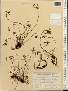 Phedimus stolonifer (S. G. Gmel.) 't Hart, Caucasus, Georgia (K4) (Georgia)