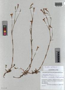 KUZ 004 430, Dianthus deltoides, Siberia, Altai & Sayany Mountains (S2) (Russia)
