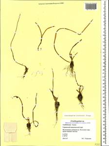 Ornithogalum sintenisii Freyn, Caucasus, Azerbaijan (K6) (Azerbaijan)