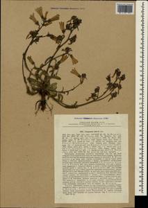 Campanula taurica Juz., Crimea (KRYM) (Russia)