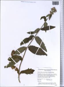 Betonica betoniciflora (Rupr. ex O.Fedtsch. & B.Fedtsch.) Sennikov, Middle Asia, Western Tian Shan & Karatau (M3) (Kyrgyzstan)