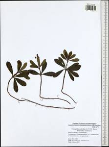 Chimaphila umbellata (L.) W. P. C. Barton, Eastern Europe, Central region (E4) (Russia)