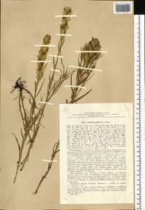 Castilleja pallida (L.) Kunth, Siberia, Western Siberia (S1) (Russia)