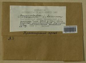 Cratoneuron filicinum (Hedw.) Spruce, Bryophytes, Bryophytes - Krasnoyarsk Krai, Tyva & Khakassia (B17) (Russia)