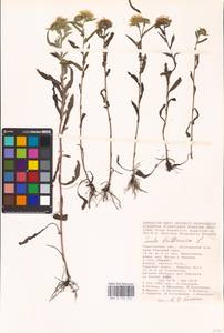 Pentanema britannicum (L.) D. Gut. Larr., Santos-Vicente, Anderb., E. Rico & M. M. Mart. Ort., Eastern Europe, Lower Volga region (E9) (Russia)