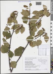 Betula pubescens Ehrh., Eastern Europe, Central region (E4) (Russia)