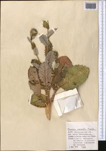 Cousinia coronata Franch., Middle Asia, Pamir & Pamiro-Alai (M2) (Uzbekistan)
