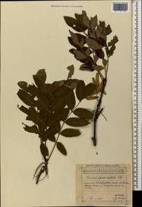 Fraxinus excelsior subsp. coriariifolia (Scheele) A.E.Murray, Caucasus, Azerbaijan (K6) (Azerbaijan)