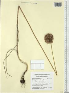 Allium sphaerocephalon L., Western Europe (EUR) (Bulgaria)