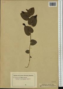 Aristolochia rotunda L., Western Europe (EUR) (Italy)