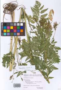 Chaerophyllum aureum L., Eastern Europe, Western region (E3) (Russia)