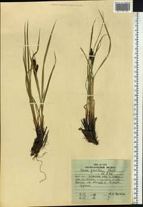 Carex gmelinii Hook. & Arn., Siberia, Russian Far East (S6) (Russia)