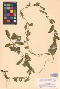 MHA 0 155 265, Teucrium scordium L., Eastern Europe, Central forest-and-steppe region (E6) (Russia)