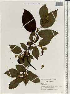 Styrax, South Asia, South Asia (Asia outside ex-Soviet states and Mongolia) (ASIA) (China)