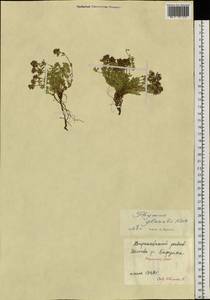 Thymus ochotensis Klokov, Siberia, Yakutia (S5) (Russia)