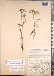 Peucedanum puberulum (Turcz.) Turcz. ex Schischk., Mongolia (MONG) (Mongolia)