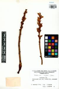Orobanche krylowii Beck, Siberia, Baikal & Transbaikal region (S4) (Russia)