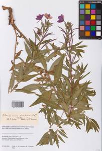 Chamaenerion latifolium (L.) Sweet, Siberia, Western Siberia (S1) (Russia)