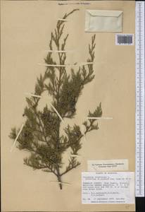 Juniperus virginiana L., America (AMER) (United States)