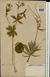 Ranunculus cassubicus L., Eastern Europe, Moscow region (E4a) (Russia)