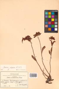 Phedimus aizoon (L.) 't Hart, Siberia, Russian Far East (S6) (Russia)