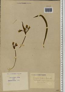 Gagea lutea (L.) Ker Gawl., Eastern Europe, North Ukrainian region (E11) (Ukraine)