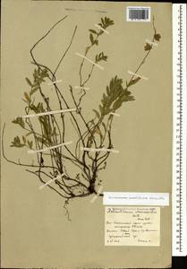 Helianthemum grandiflorum, Caucasus, South Ossetia (K4b) (South Ossetia)
