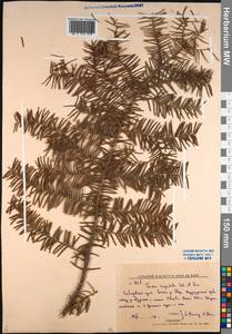 Taxus cuspidata Siebold & Zucc., Siberia, Russian Far East (S6) (Russia)