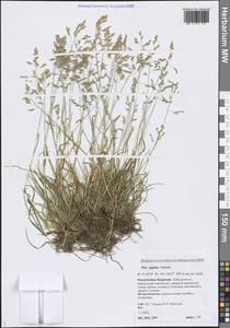 Poa supina Schrad., Siberia, Baikal & Transbaikal region (S4) (Russia)