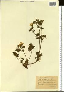 Potentilla fragiformis Willd. ex Schltdl., Siberia, Chukotka & Kamchatka (S7) (Russia)