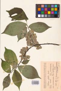 Ulmus glabra Huds., Eastern Europe, Central forest-and-steppe region (E6) (Russia)