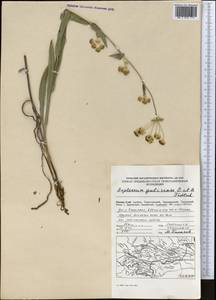 Bupleurum gulczense O.Fedtsch. & B.Fedtsch., Middle Asia, Pamir & Pamiro-Alai (M2) (Kyrgyzstan)