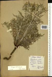 Echinops ritro subsp. ruthenicus (M. Bieb.) Nyman, Eastern Europe, Eastern region (E10) (Russia)