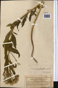 Senecio quinqueradiatus Boiss. ex DC., Middle Asia, Pamir & Pamiro-Alai (M2) (Kyrgyzstan)