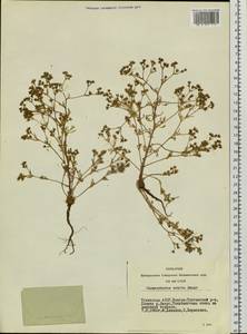 Chamaerhodos erecta (L.) Bunge, Siberia, Altai & Sayany Mountains (S2) (Russia)