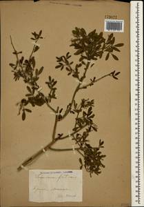 Chrysojasminum fruticans (L.) Banfi, Crimea (KRYM) (Russia)