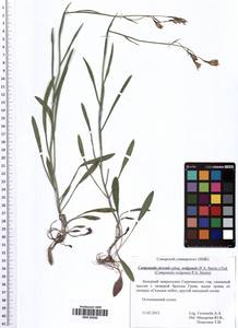 Campanula stevenii subsp. wolgensis (P.A.Smirn.) Fed., Eastern Europe, Middle Volga region (E8) (Russia)